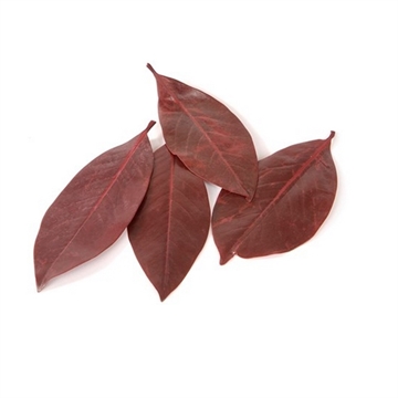 Magnolia blade Rødbrun 200 Gram.